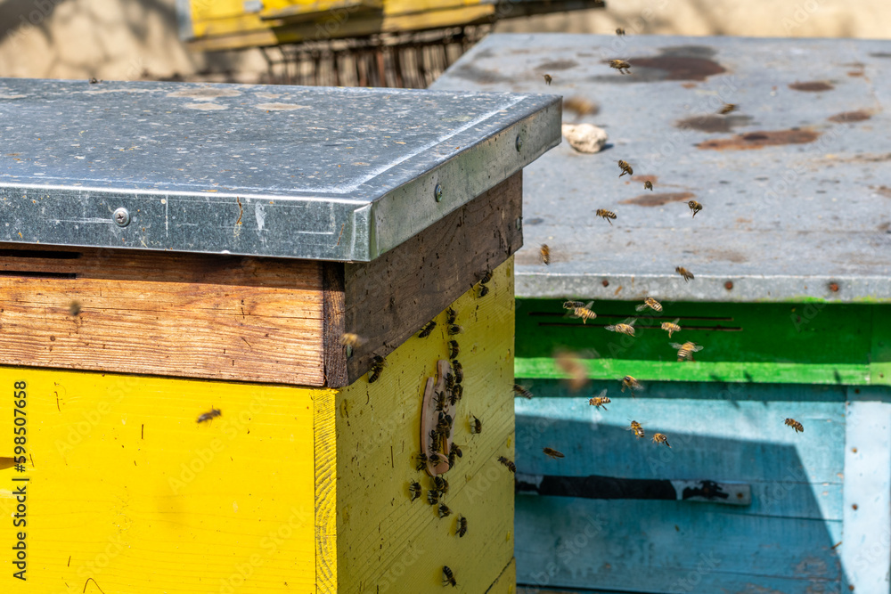 Bees in the beehive, yellow bee hive with insects flying and collecting pollen for honey Bees in the beehive, yellow bee hive with insects flying and collecting pollen for honey