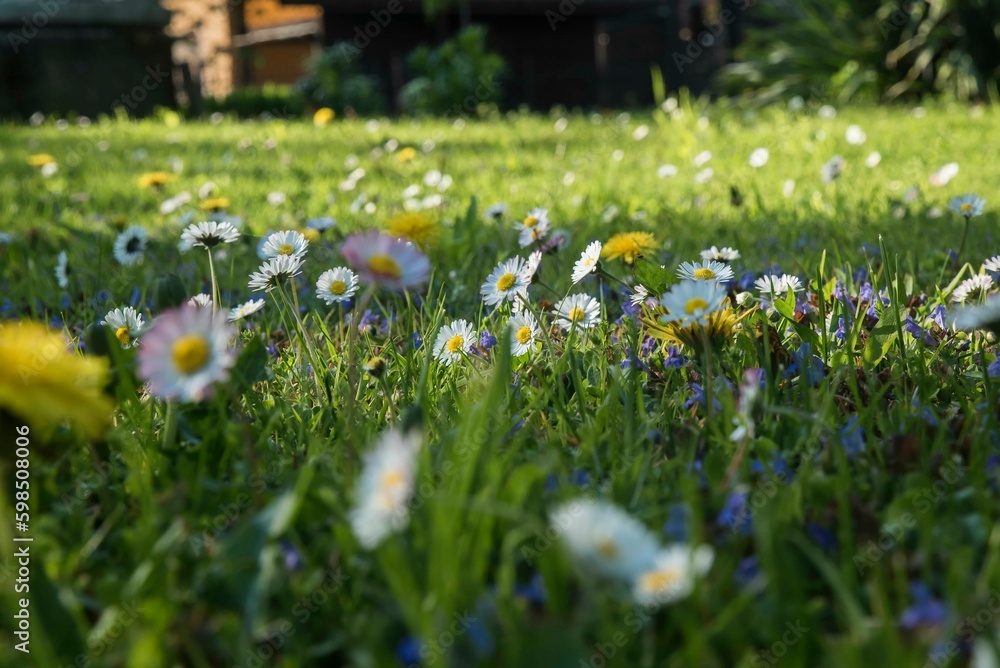 Naklejka premium słoneczna łąka pełna wiosennych kwiatów w słońcu