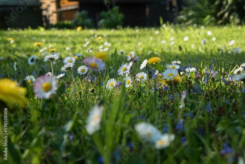 słoneczna łąka pełna wiosennych kwiatów w słońcu