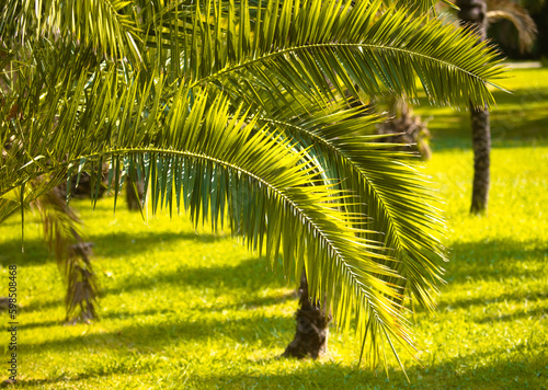 Fototapeta Naklejka Na Ścianę i Meble -  Green leaves of a palm tree in tropical nature