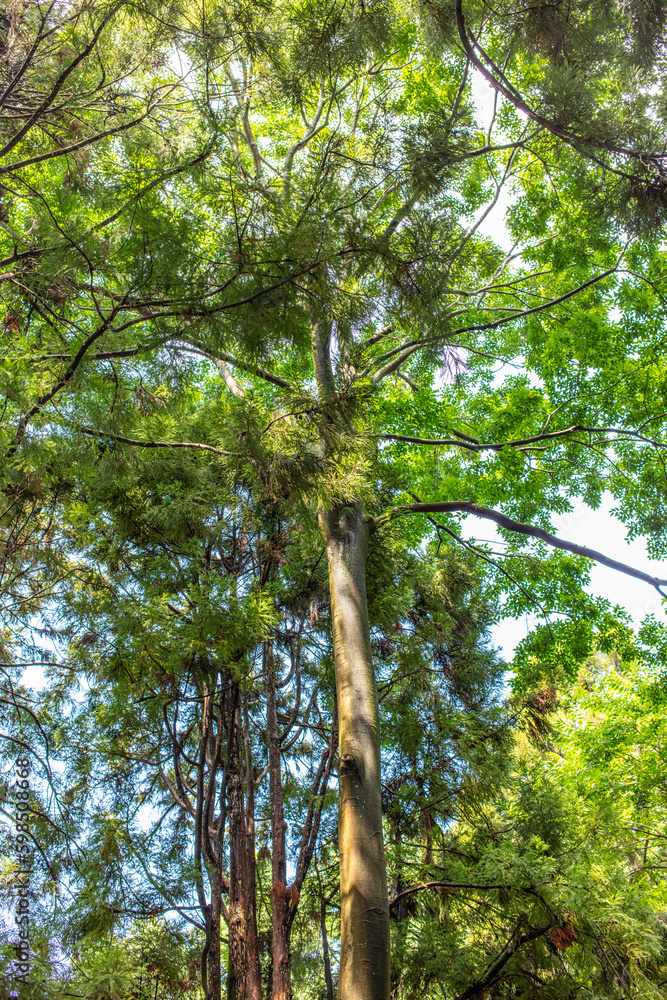 Fototapeta premium Dense trees in the forest as a background