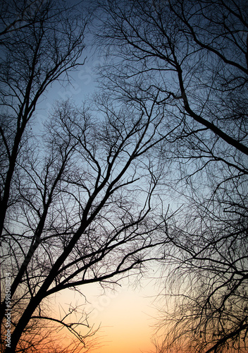 Bare tree branches at sunset. Nature background. © schankz