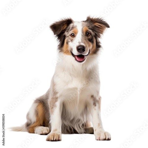 border collie puppy