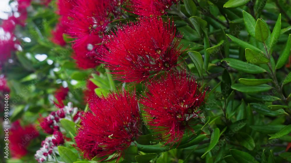 Close up of red flowers blowing in the wind. Close up of red flowers blowing in the wind.