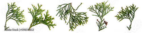 Branch of green thuja isolated on transparent background. PNG file. photo