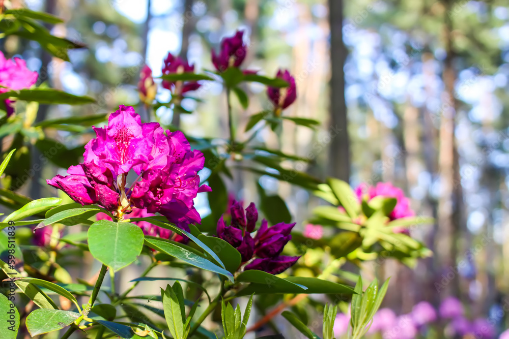 Rhododendron plants in the garden. Pink flowers close up.