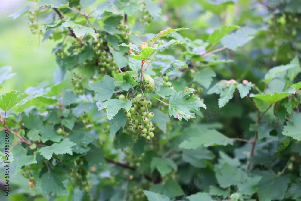 Unripe berries of black currant in summer garden Unripe berries of black currant in summer garden