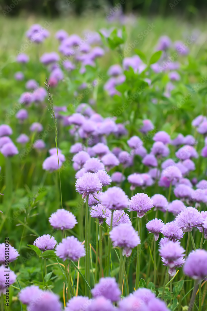 Flowering ornamental purple onion in vegetable garden. Flowering ornamental purple onion in vegetable garden.