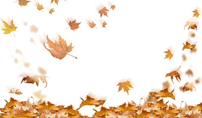 falling leaves in autumn background isolated space for your text