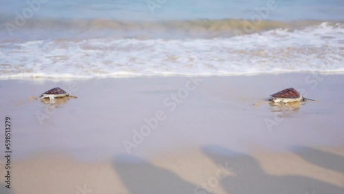 Sea turtle crawling toward amazing tropical beach sea wave on white sand summer ocean background. Hawaii.  photo