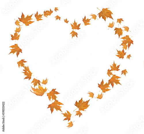 heart love leaves of platanus tree isolated