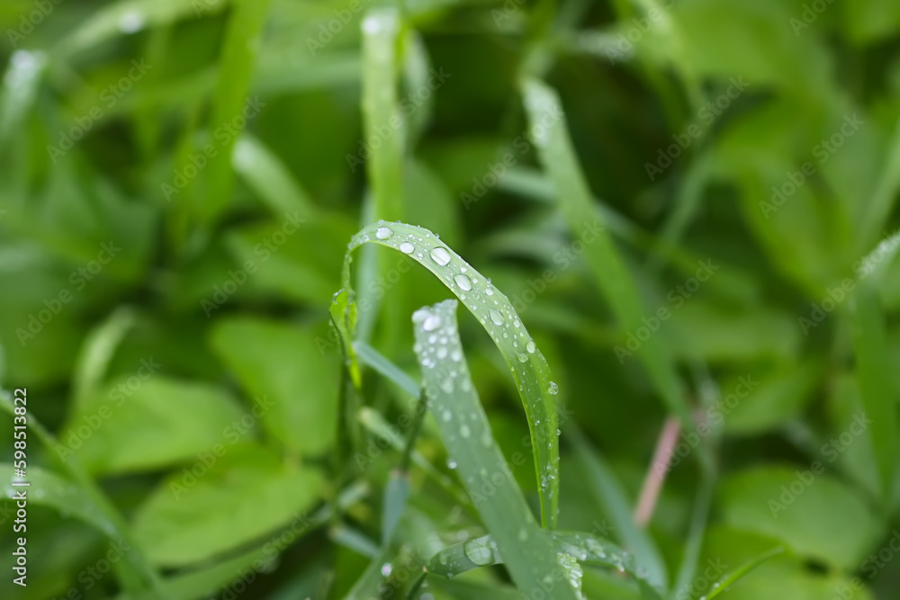 Green grass and plants with rain drops. Green grass and plants with rain drops.