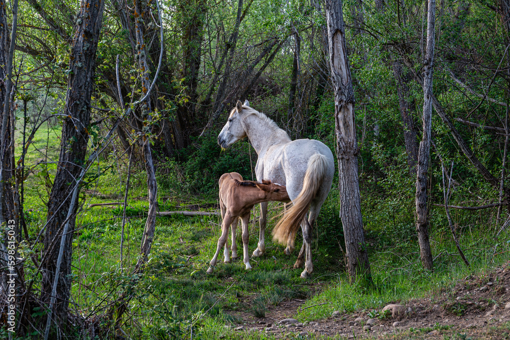 White mare nursing her light brown foal, in the forest.