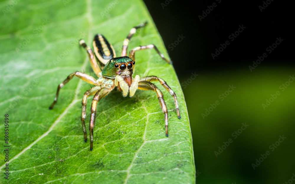 Close up a little Jumping Spider on green leaf, Colorful jumping spider. Close up a little Jumping Spider on green leaf, Colorful jumping spider.
