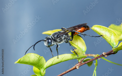 A small black-orange wasp or small spider wasp standing on green leaves, Nature background, Macro photo.