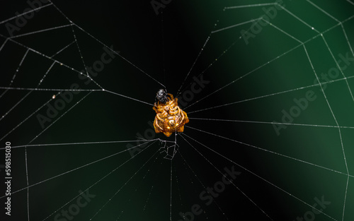 Spiny Orb Weaver on web in nature, Macro photo of insect.