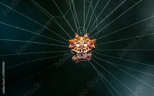 Spiny Orb Weaver on web in nature, Macro photo of insect.