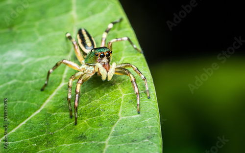 Close up a little Jumping Spider on green leaf, Colorful jumping spider.