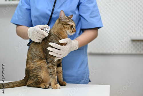 Fototapeta Naklejka Na Ścianę i Meble -  A veterinarian is examining ill adorable domestic cat at animals hospital.