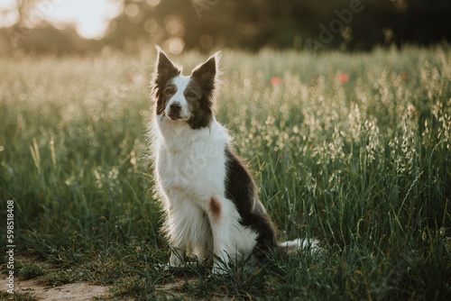 Border collie dog sitting in field at sunset photo