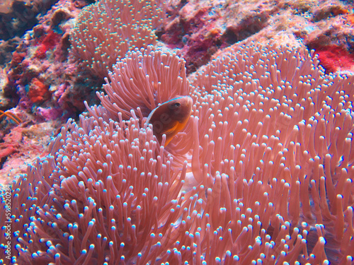 Clownfish and sea anemone in Kaolak Richelieu Rock