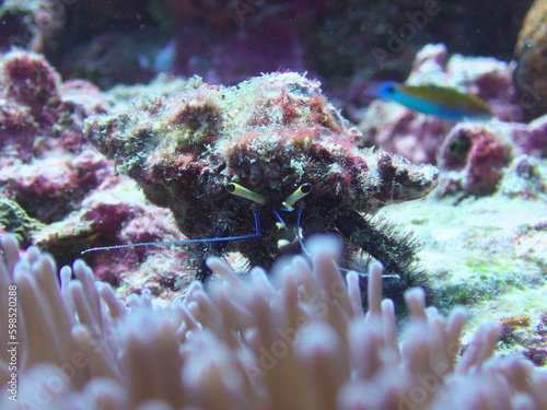 Underwater hermit crab in Kaolak Richelieu Rock