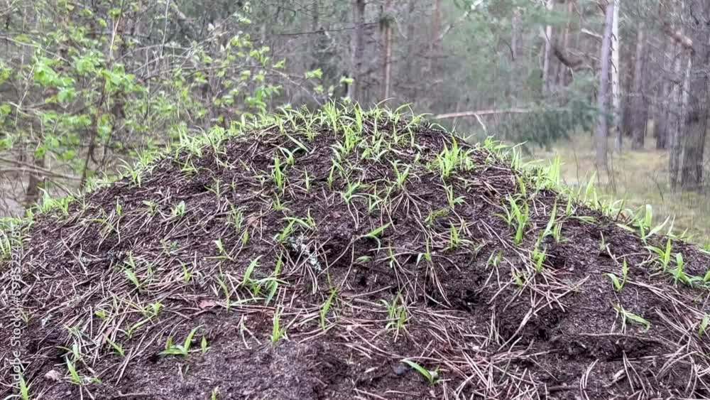 Young green sprouts of grass in the Forest Ant Farm, where work is booming Generative AI Young green sprouts of grass in the Forest Ant Farm, where work is booming Generative AI