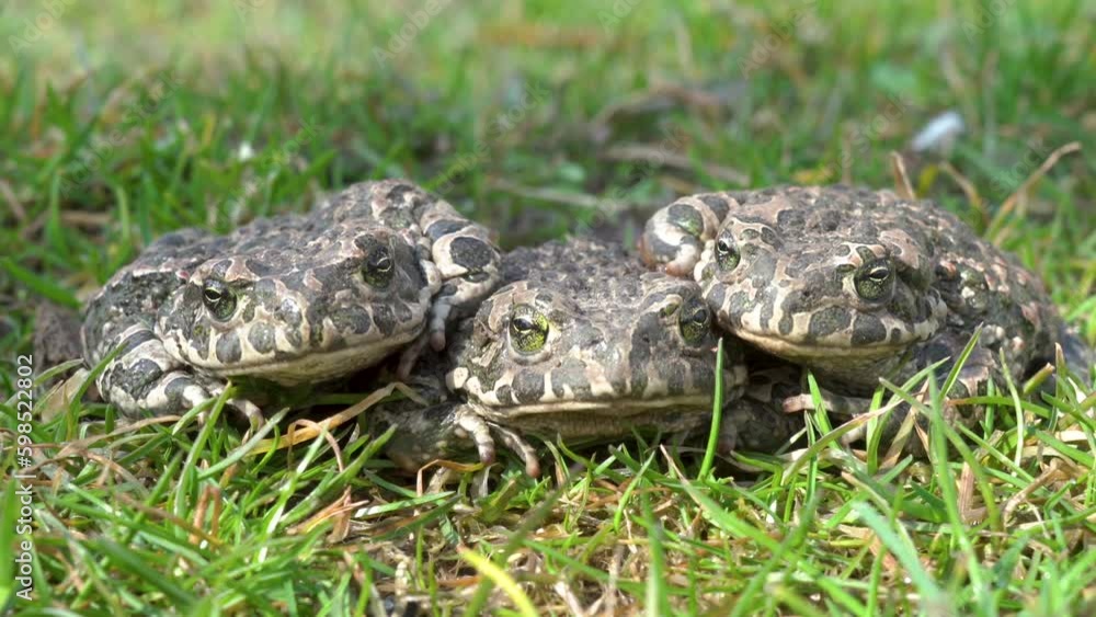 three frogs on the grass,frogs sit and hunt insects, mating frogs three frogs on the grass,frogs sit and hunt insects, mating frogs