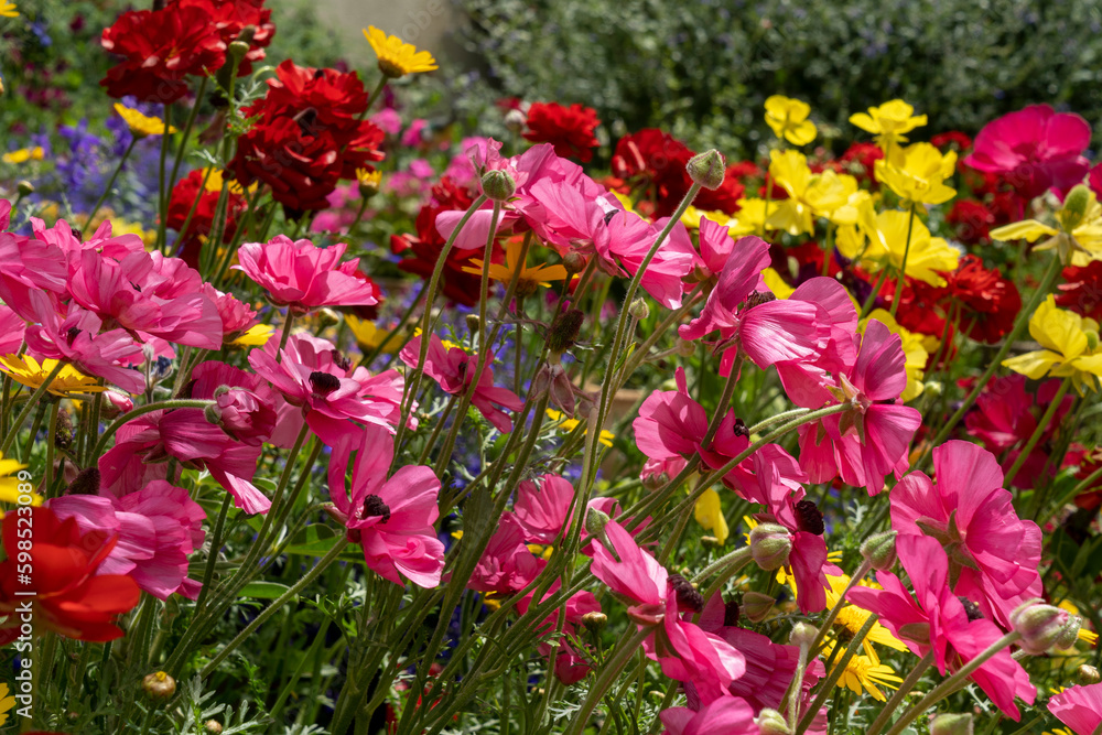 A garden rich in plants and flowers in full bloom