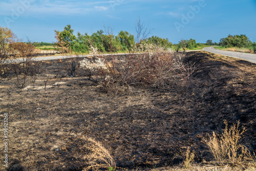Arbre et terre calciné suite à un incendie dû à la sécheresse.
