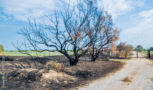 Arbre et terre calciné suite à un incendie dû à la sécheresse. photo