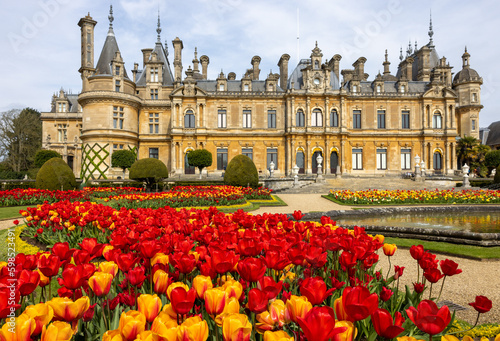 Tulips in the flower beds of the Parterre of the manor in Waddesdon, Buckinghamshire photo