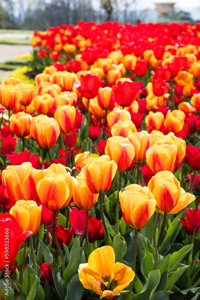 Tulips in the flower beds of the Parterre of the manor in Waddesdon, Buckinghamshire Tulips in the flower beds of the Parterre of the manor in Waddesdon, Buckinghamshire