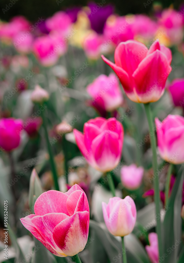 Pink tulips in the flower beds of an English country house.