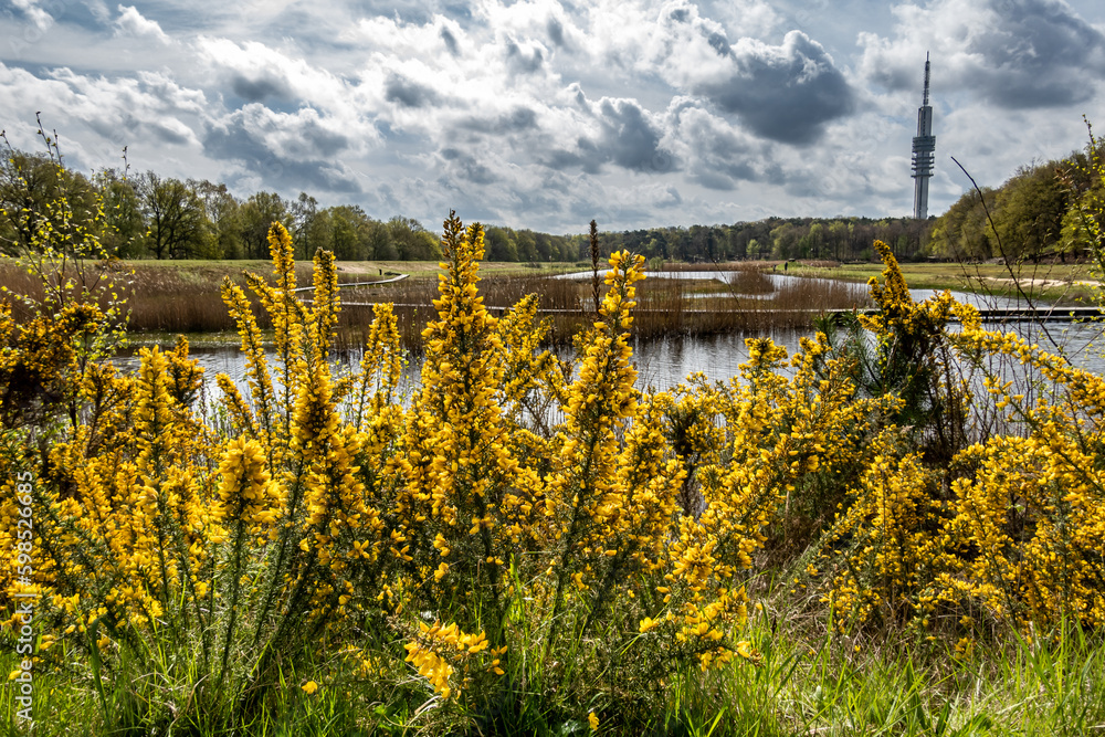 Fototapeta premium Gorse, Ulex europaeus, spiny shrub blooming with yellow flowers at Zanderij Crailo, Hilversum, Netherlands