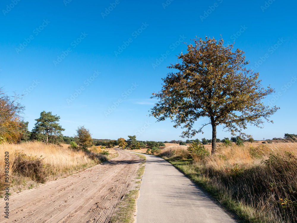 Bicycle track and sand path in nature reserve Veluwe, Gelderland, Netherlands