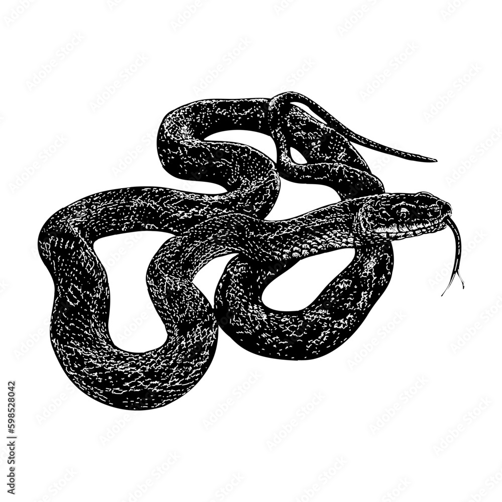 Texas Rat Snake hand drawing vector isolated on background. Texas Rat Snake hand drawing vector isolated on background.