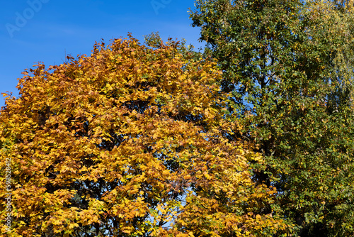 Autumn season in the park, the foliage