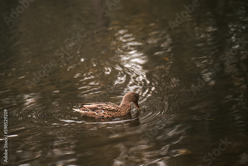 Duck swimming in the pond. Portrait of a water bird.