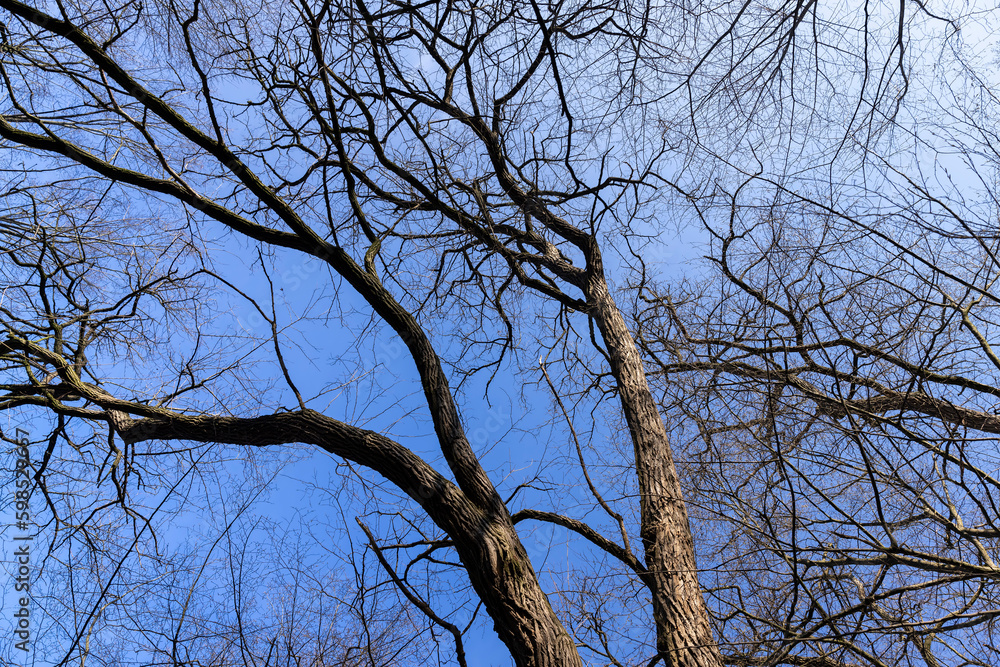 Bare trees in early spring in sunny clear weather Bare trees in early spring in sunny clear weather