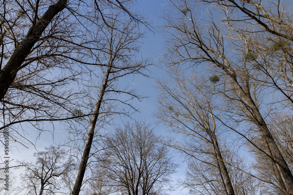 Branches of deciduous trees in the park in spring sunny weather Branches of deciduous trees in the park in spring sunny weather