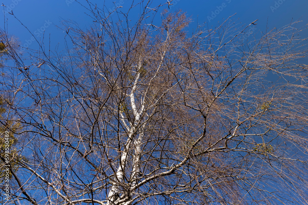 leafless birch trees in sunny weather in spring leafless birch trees in sunny weather in spring