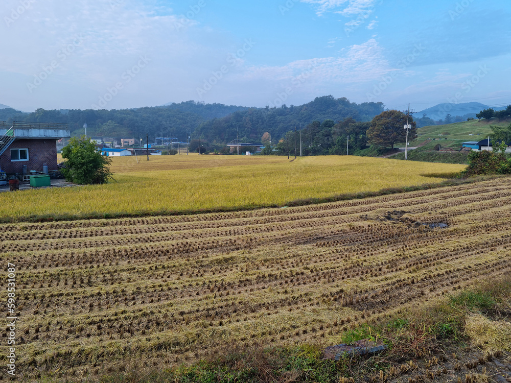 
It is the autumn scenery of the rice-cutting countryside.