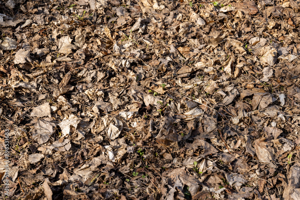 old leaves fallen in autumn on the ground in the spring season old leaves fallen in autumn on the ground in the spring season