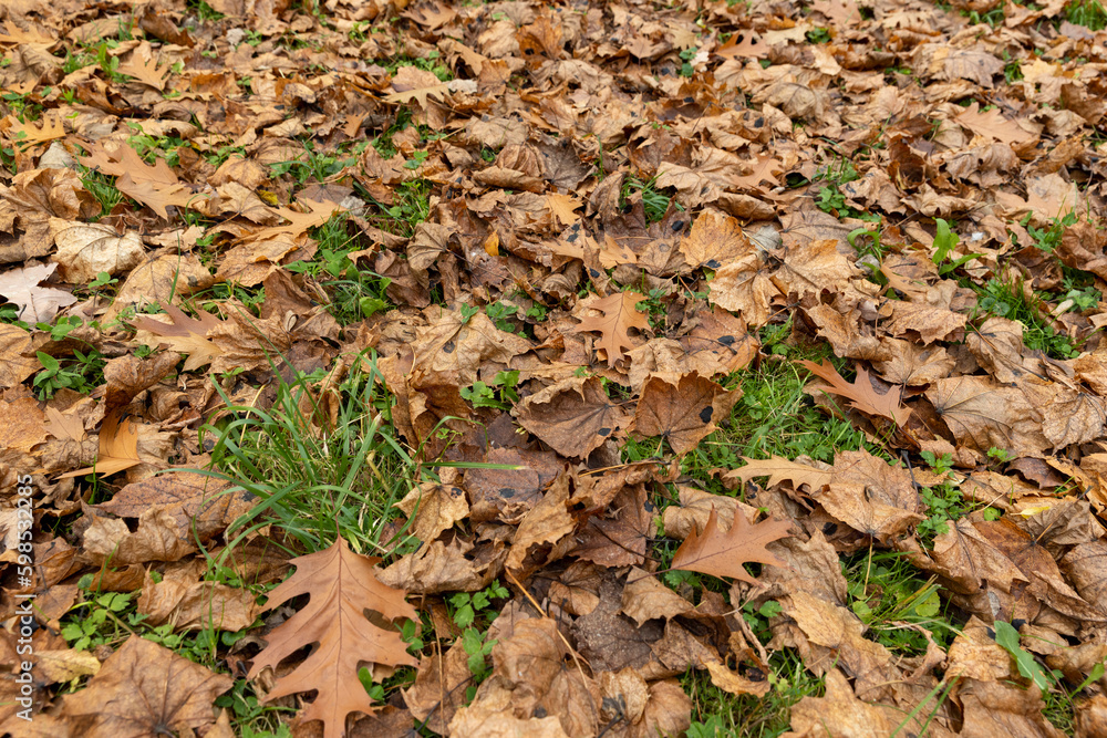 Dull orange foliage on trees in autumn cloudy weather Dull orange foliage on trees in autumn cloudy weather