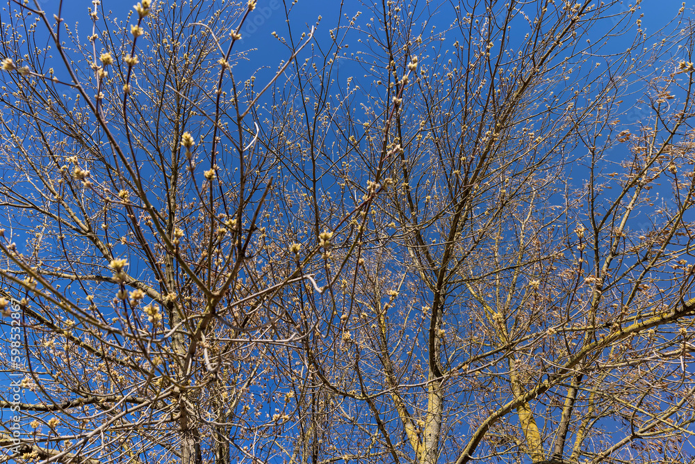 leafless trees in early spring in sunny weather leafless trees in early spring in sunny weather