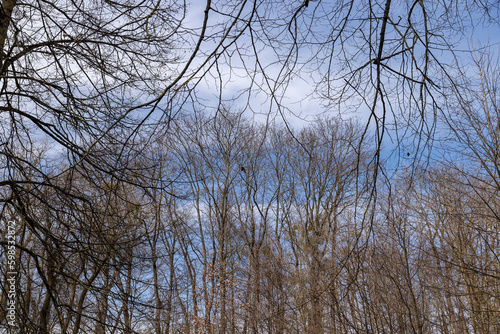 Tall deciduous trees in early spring without foliage