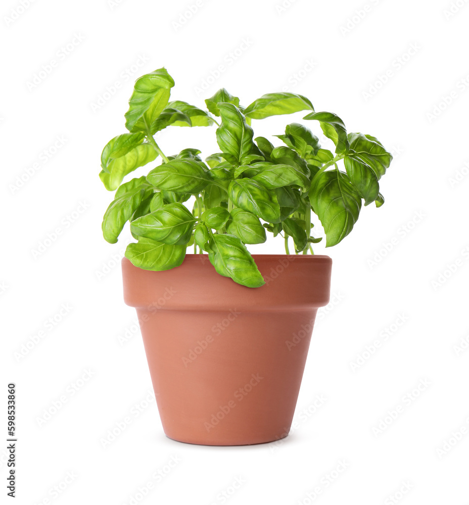 Green basil in clay pot isolated on white Green basil in clay pot isolated on white