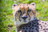 Cheetah Wild Cat Eyes, wildlife animals.