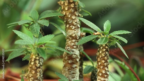 Zoom out camera movement with closer view from a Dorstenia foetida plant. photo